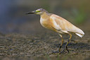 BUITEN BEELD Foto: 317743