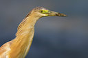 BUITEN BEELD Foto: 317744