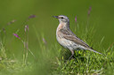 BUITEN BEELD Foto: 317760