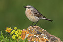 BUITEN BEELD Foto: 317761