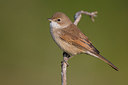 BUITEN BEELD Foto: 317766