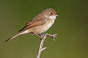 BUITEN BEELD Foto: 317767