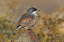 BUITEN BEELD Foto: 317771