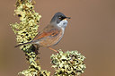BUITEN BEELD Foto: 317777