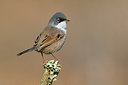 BUITEN BEELD Foto: 317779