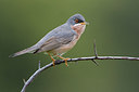 BUITEN BEELD Foto: 317788