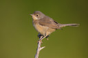BUITEN BEELD Foto: 317793