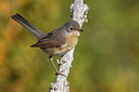BUITEN BEELD Foto: 317794