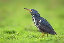 BUITEN BEELD Foto: 317835