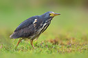 BUITEN BEELD Foto: 317838