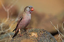 BUITEN BEELD Foto: 317867