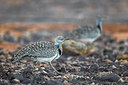 BUITEN BEELD Foto: 317886