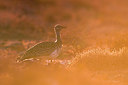 BUITEN BEELD Foto: 317921