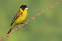 BUITEN BEELD Foto: 317946