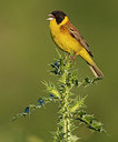 BUITEN BEELD Foto: 317948