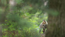 BUITEN BEELD Foto: 318001