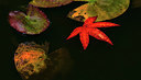 BUITEN BEELD Foto: 318025