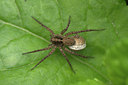 BUITEN BEELD Foto: 318049