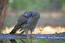 BUITEN BEELD Foto: 318053