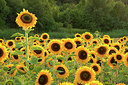 BUITEN BEELD Foto: 318105