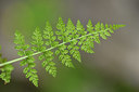 BUITEN BEELD Foto: 318141