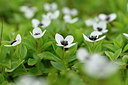 BUITEN BEELD Foto: 318214