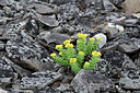 BUITEN BEELD Foto: 318245