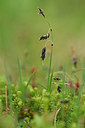 BUITEN BEELD Foto: 318277