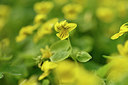 BUITEN BEELD Foto: 318351
