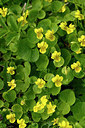 BUITEN BEELD Foto: 318354