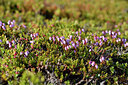 BUITEN BEELD Foto: 318382