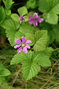 BUITEN BEELD Foto: 318433