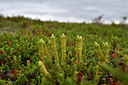 BUITEN BEELD Foto: 318486