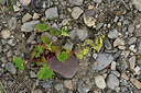 BUITEN BEELD Foto: 318668
