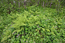 BUITEN BEELD Foto: 318698