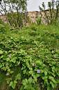 BUITEN BEELD Foto: 318745