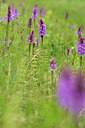 BUITEN BEELD Foto: 318808
