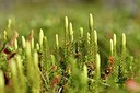 BUITEN BEELD Foto: 318817