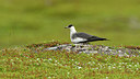 BUITEN BEELD Foto: 318860