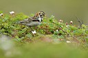 BUITEN BEELD Foto: 318900