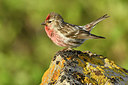 BUITEN BEELD Foto: 318919