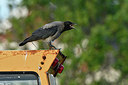 BUITEN BEELD Foto: 318929