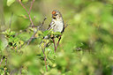 BUITEN BEELD Foto: 318972