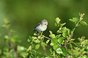 BUITEN BEELD Foto: 318982