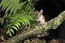 BUITEN BEELD Foto: 31005