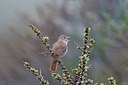 BUITEN BEELD Foto: 31132