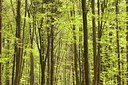 BUITEN BEELD Foto: 31158