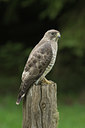 BUITEN BEELD Foto: 31267