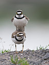 BUITEN BEELD Foto: 31303