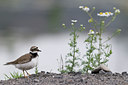 BUITEN BEELD Foto: 31305